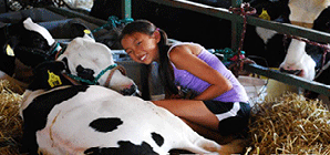 Cow